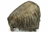Woolly Mammoth Molar - Siberia #232726-3